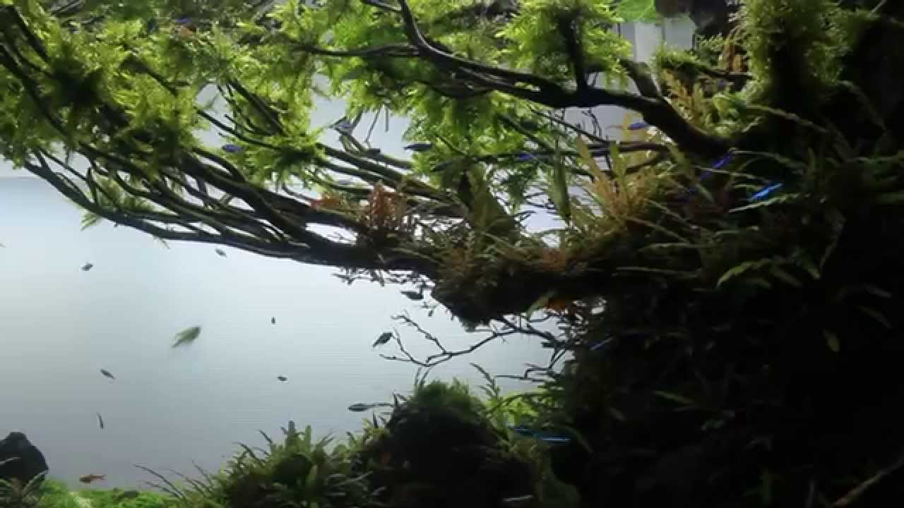 The International Aquatic Plants Layout Contest 2014 No.56　「Let It Go」
