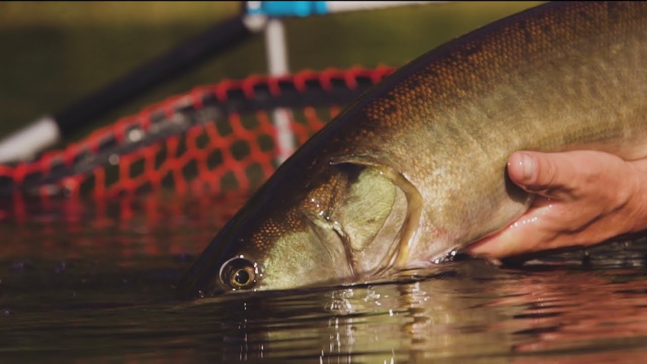 Microski - Micro Muskies off the Grid