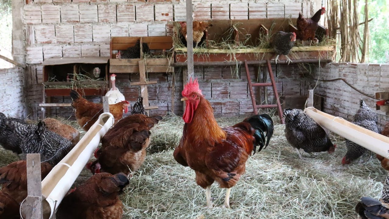 Saiba escolher as  melhores raças de galinha para sua criação 🐓