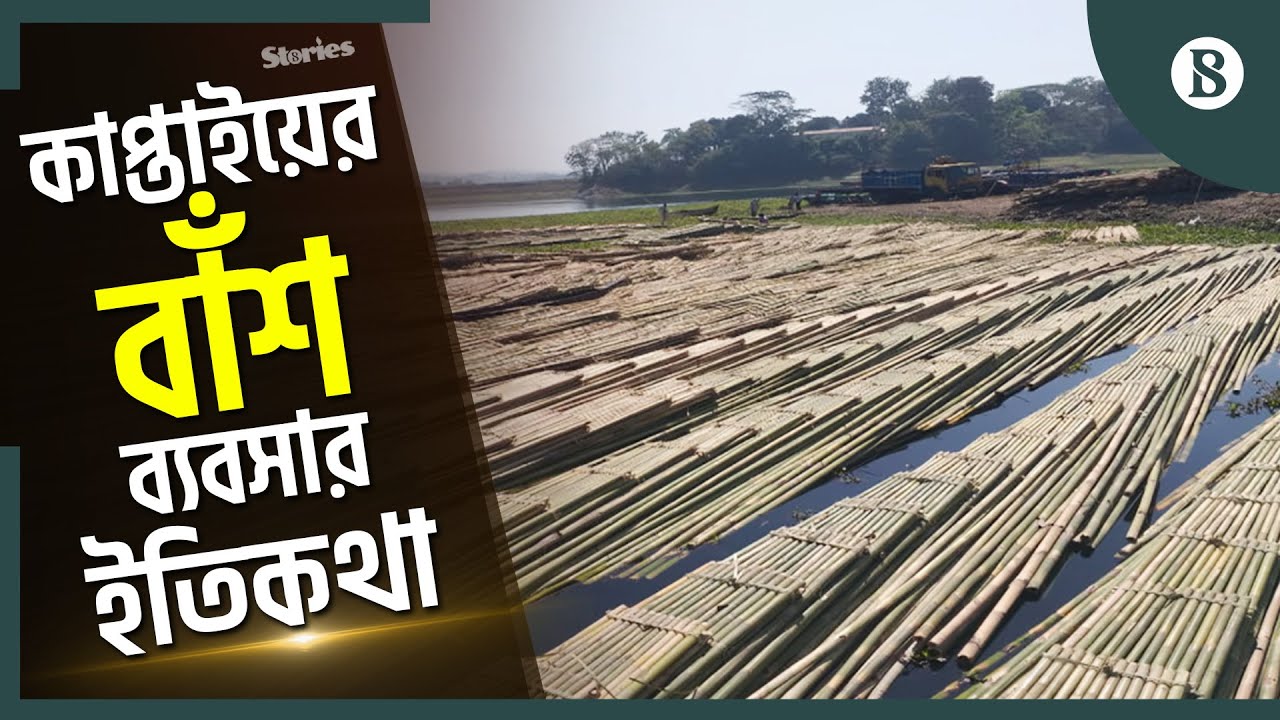 লাখ টাকার বাঁশ কেনা-বেচা হয় কাপ্তাইয়ের যে বাজারে | Bamboo Business | The Business Standard