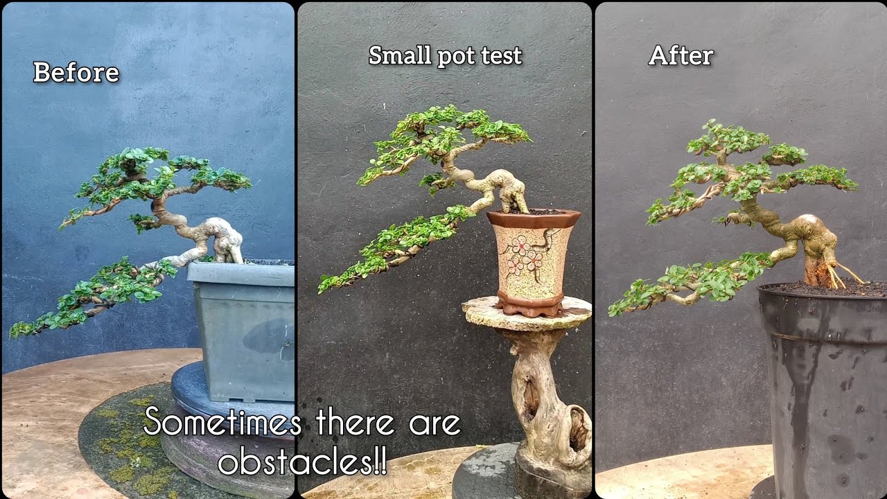 Step by step, make small semi-cascade sancang branches 