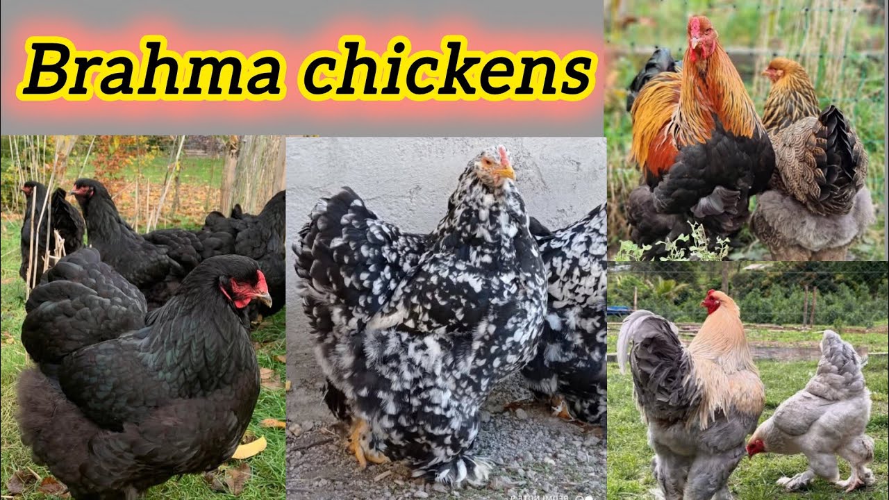 Top 8 colors of Brahma chicken breed | brahma chicken farming | biggest brahma rooster