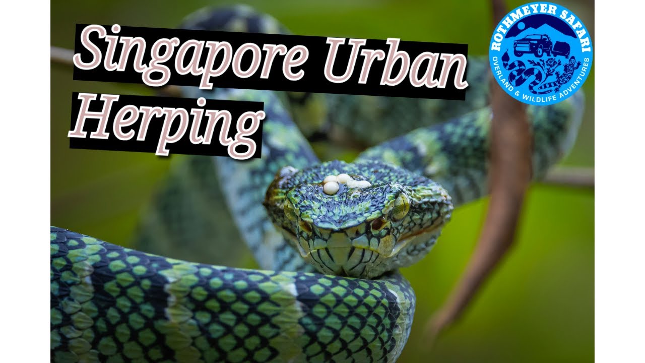 Episode 2- Singapore Urban Herping 2024