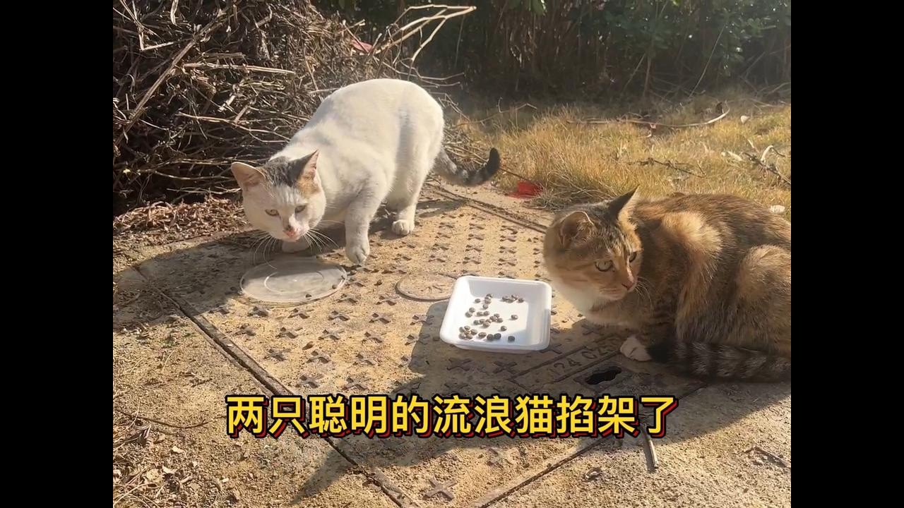 两只聪明的流浪猫吃饭时掐架了，五十在旁边看得很认真但有点懵 #流浪猫 #流浪狗不再流浪