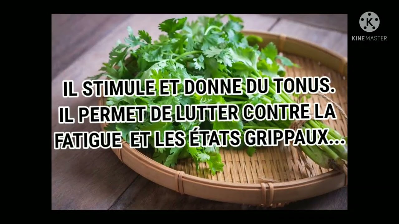 LA CORIANDRE, une PLANTE CONDIMENTAIRE  AUX MILLE VERTUS ...