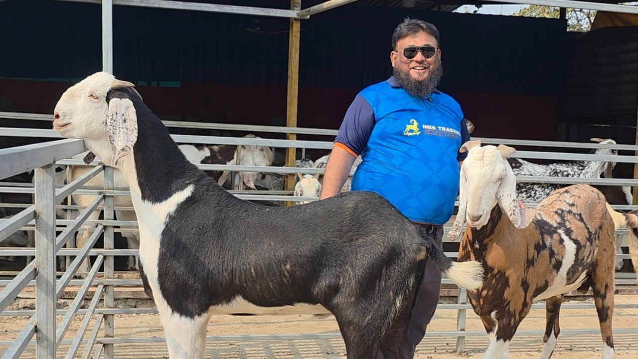 Big Height Heavy Gujri Bakro Ka Collection At Al Karam Agro Goat Farm | NMK TRADING Setup Padgha.