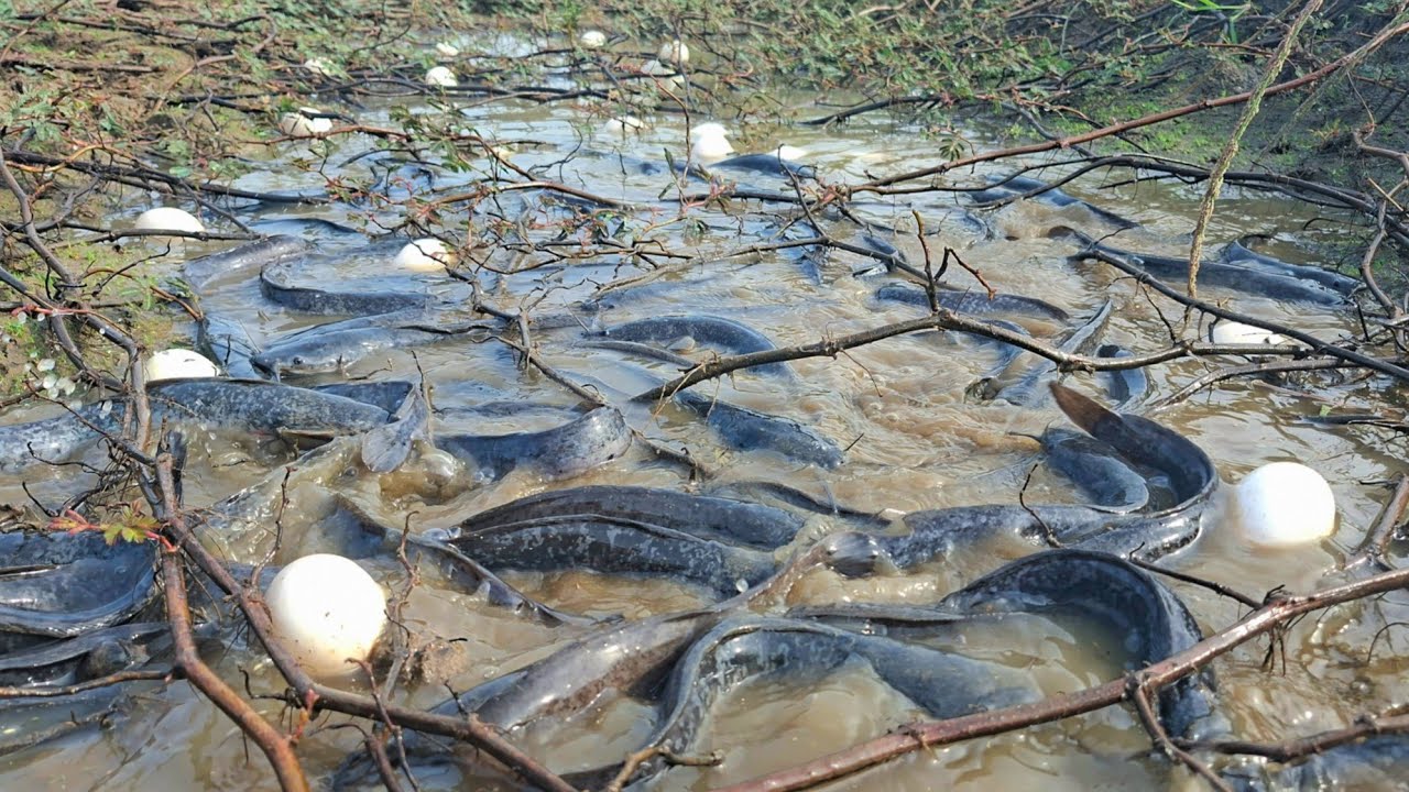 Amazingly, a woman caught a lot of fish and collected eggs in a rice field.