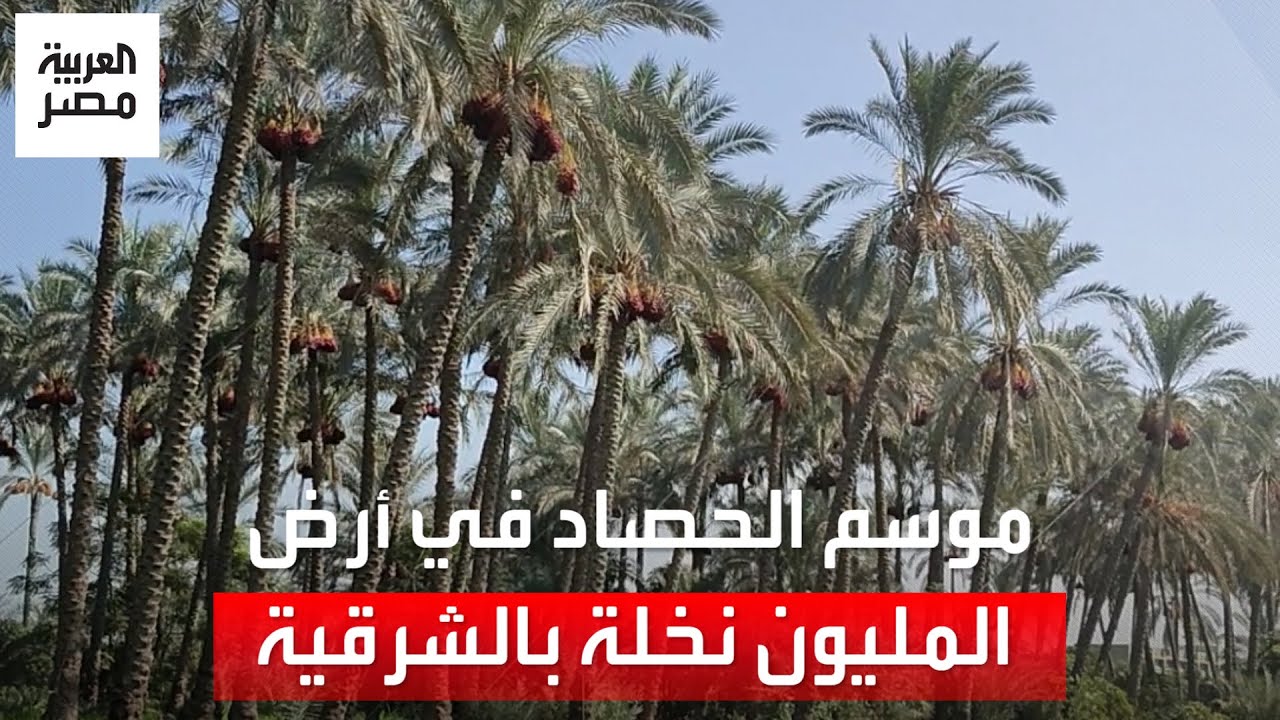انفراجة مالية وخير وفير.. موسم حصاد المحصول في القرين أرض المليون نخلة بالشرقية: 