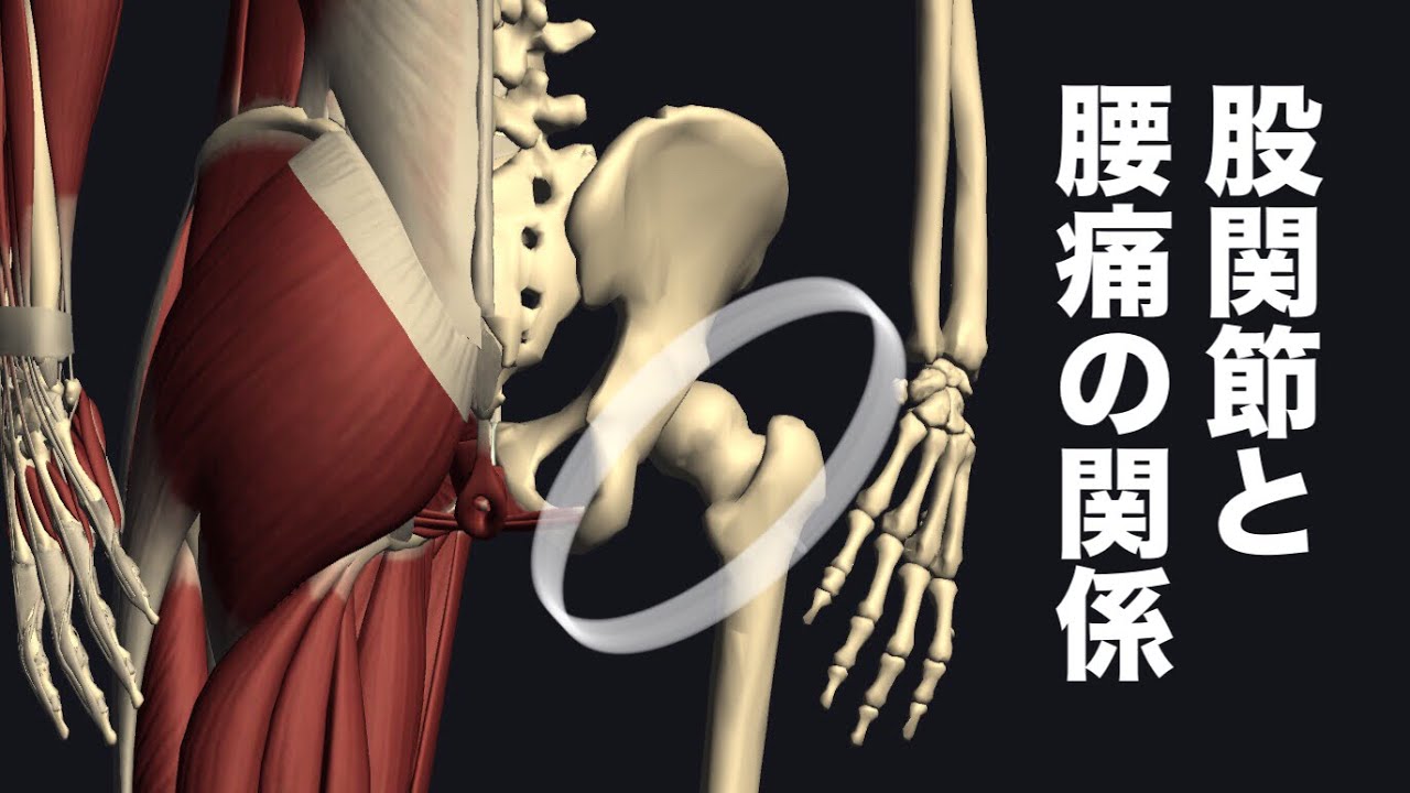 腰痛に関係がある股関節の筋肉を解説してみた
