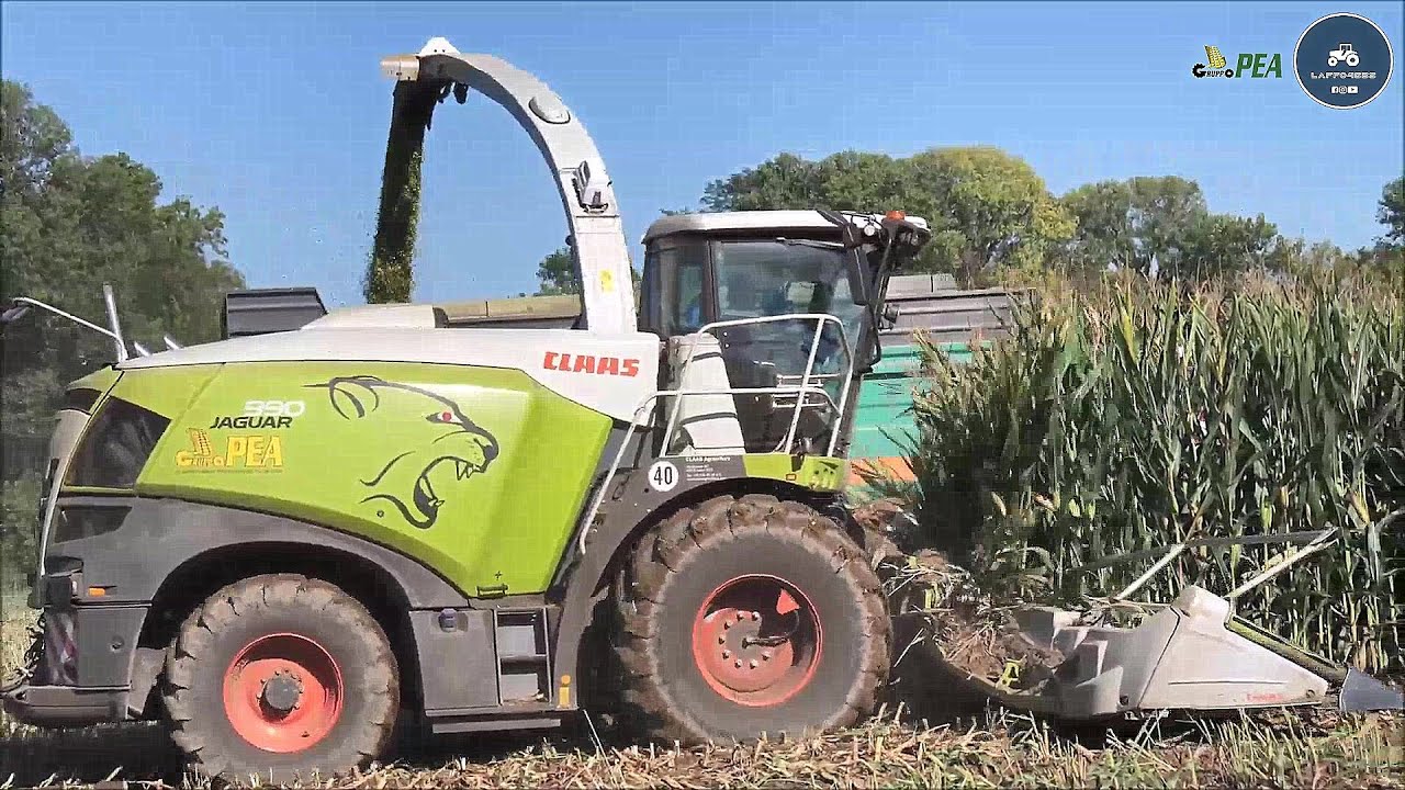 New Claas Jaguar 990 Special + Orbis 900 12 rows - Gruppo PEA - Corn silage 2022