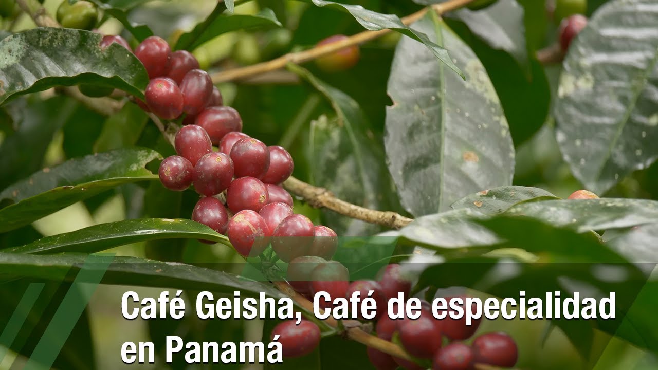 Café Geisha, Café de especialidad en Panamá - TvAgro por Juan Gonzalo Angel Restrepo