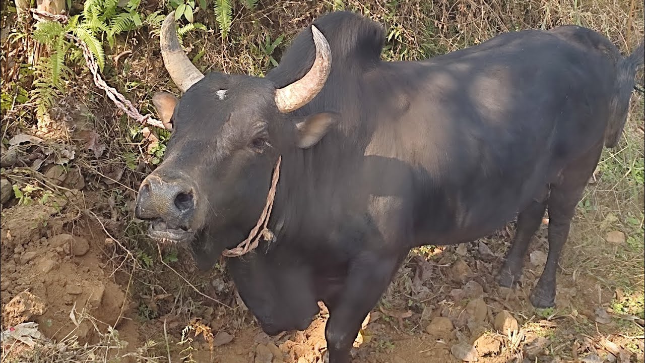 Lamjung tanhau kaski ko senior goru haru ko vet #bull #lamjung #subscribemychannel 