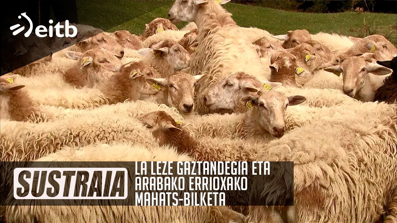 SUSTRAIA: La Leze Gaztandegia eta Arabako Errioxako Mahats-Bilketa
