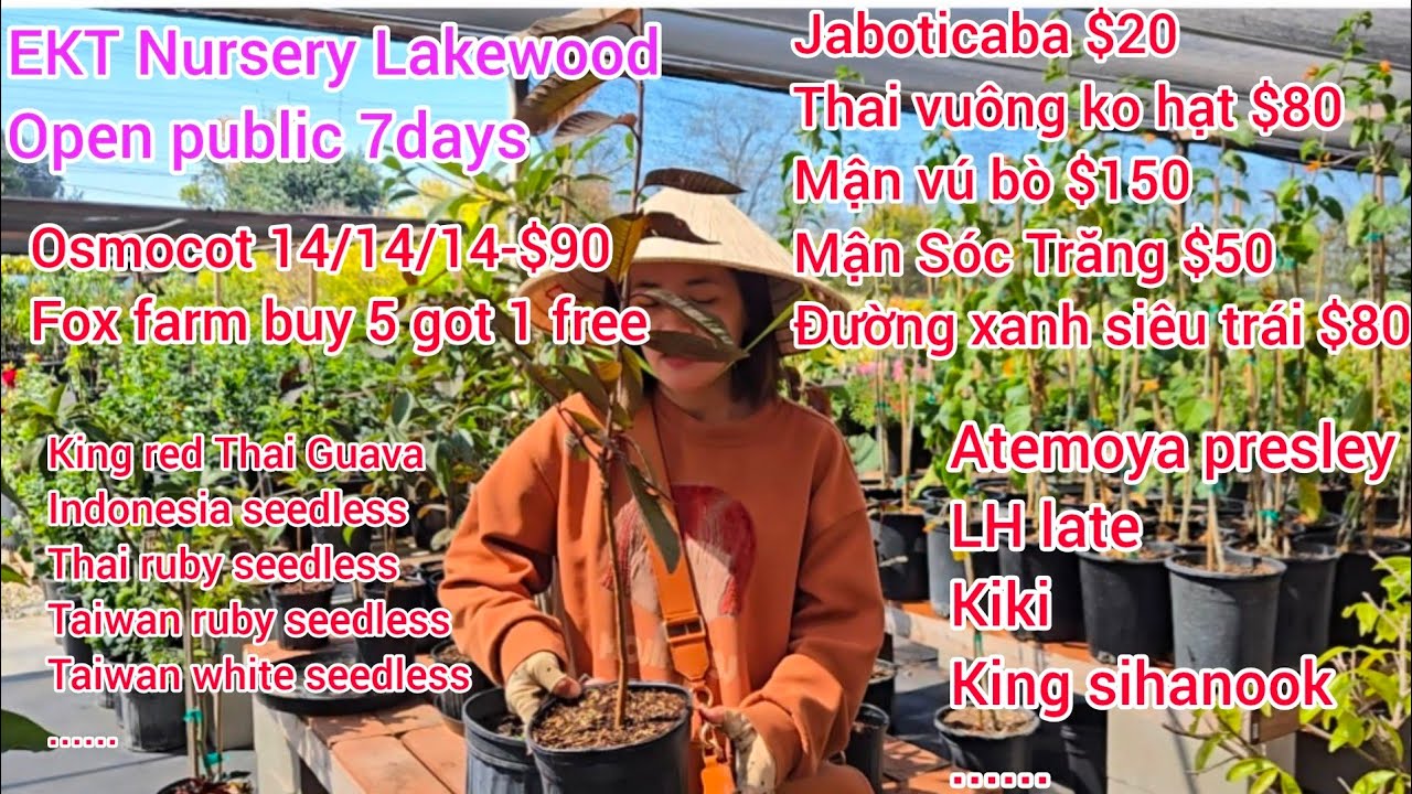 Presley atemoya, cây quế, na dai, Mận Sóc trăng $50, jaboticaba $20, trà mi $30, MÃNG CẦU MỚI NHẤT