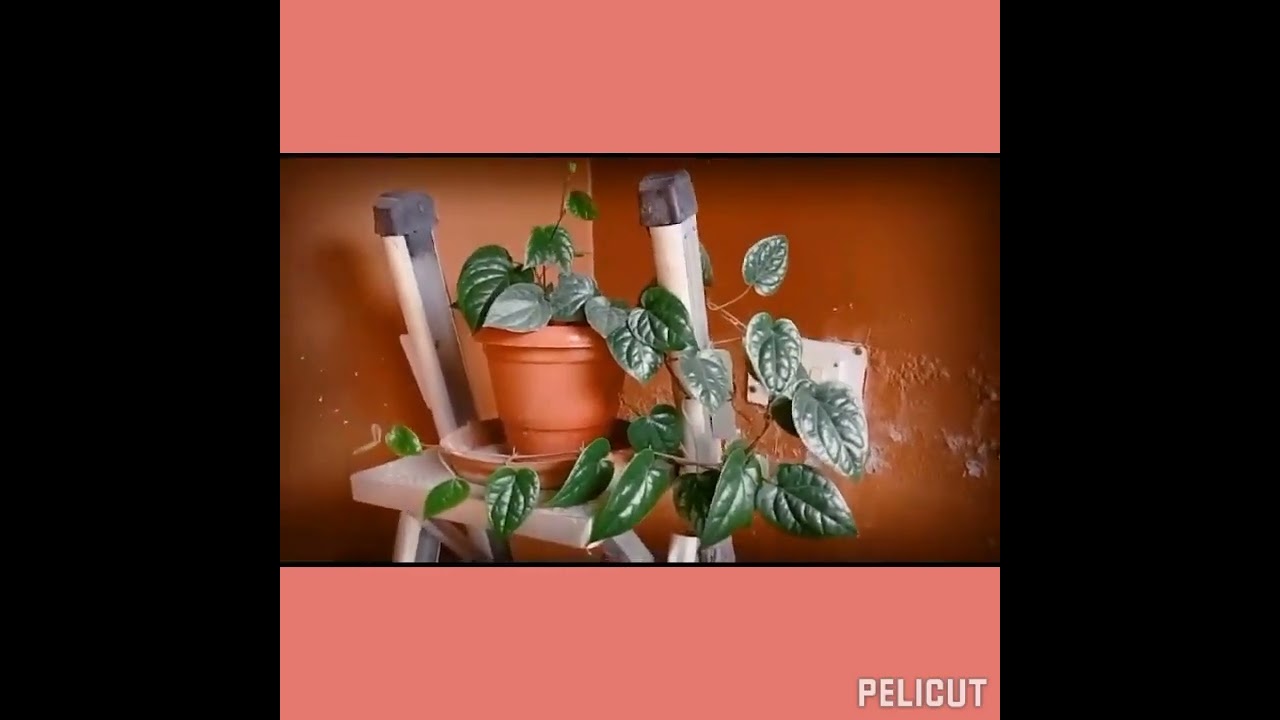 betel leaf is good for digestion....to janab shauk purae kijiye....jindagi to puree ho hi rahi hai..