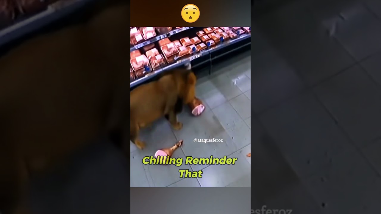 Лев заходит в продуктовый магазин 😮