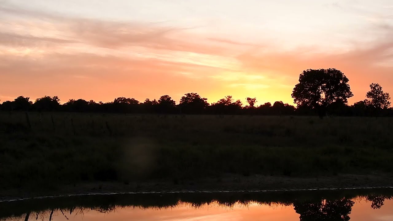 P&Ocirc;R DO SOL AO SONS DOS ANIMAIS DO CAMPO, SERIEMAS E OVELHAS, VIDA NA FAZENDA, MUNDO RURAL.