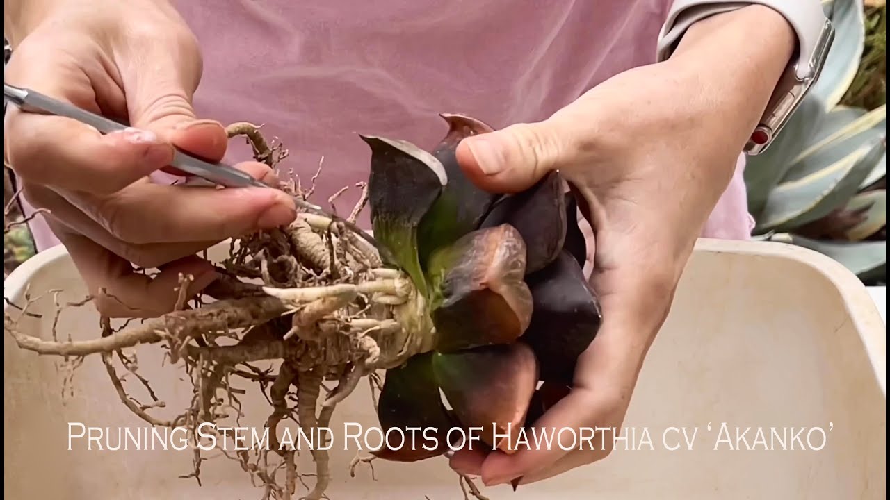 Repairing/Pruning Haworthia cv 'Akanko' That Has Developed a Long Stem