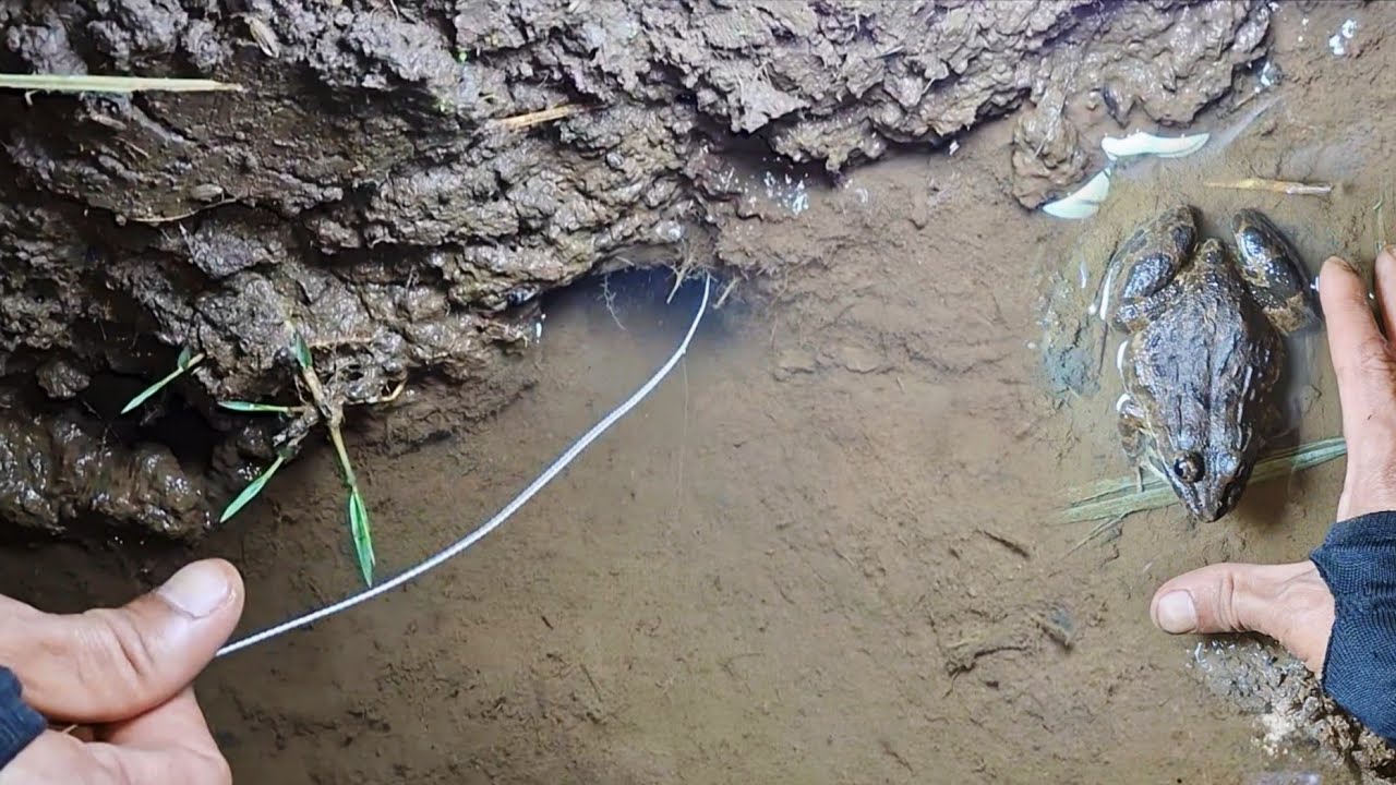 Niat Mancing, Belut Aktip Di Luar Lubang | Ngurek Sambil Ngobor