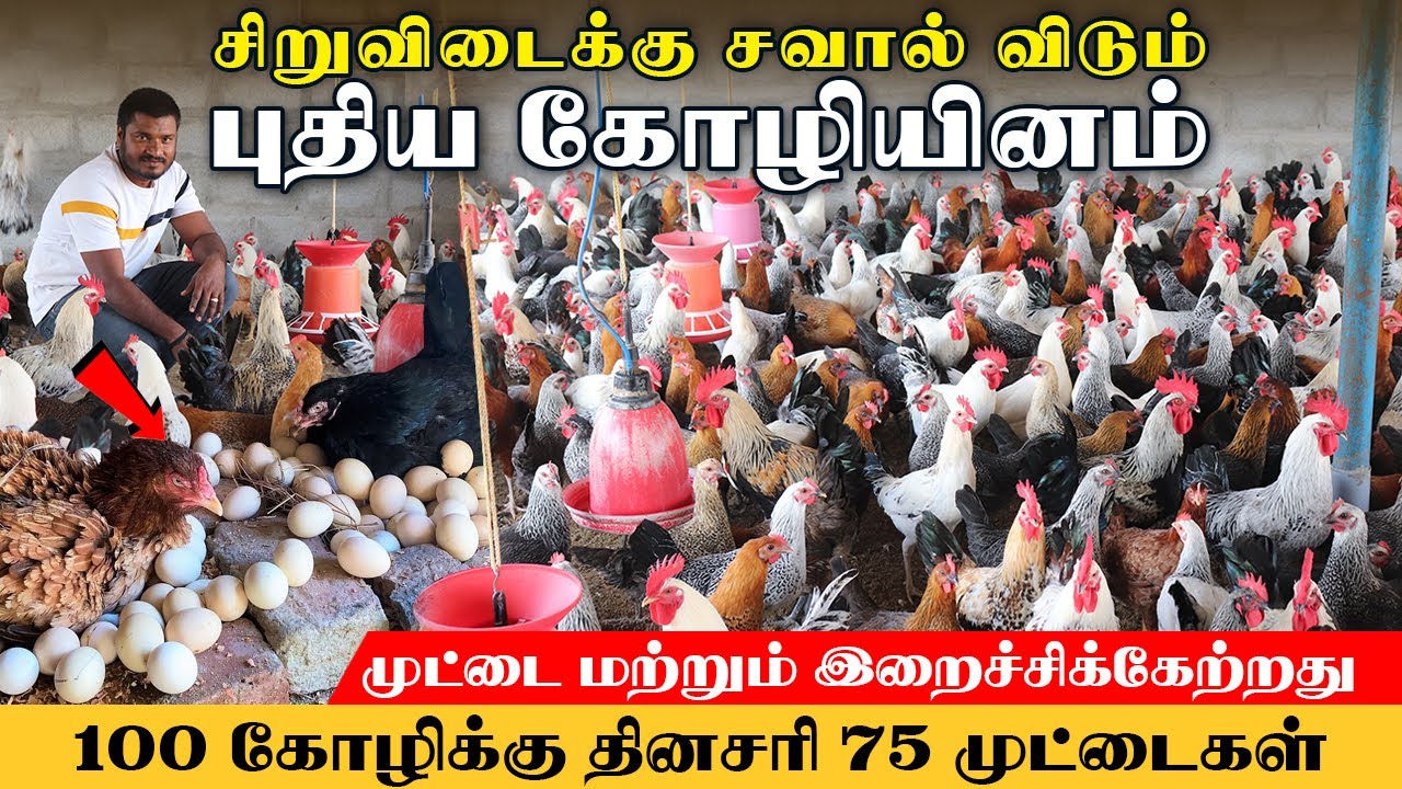 ஆண்டுக்கு 240 முட்டையிடும் புதிய கோழியினம் | முட்டை மற்றும் இறைச்சிக்கு ஏற்றது #farmingbusiness
