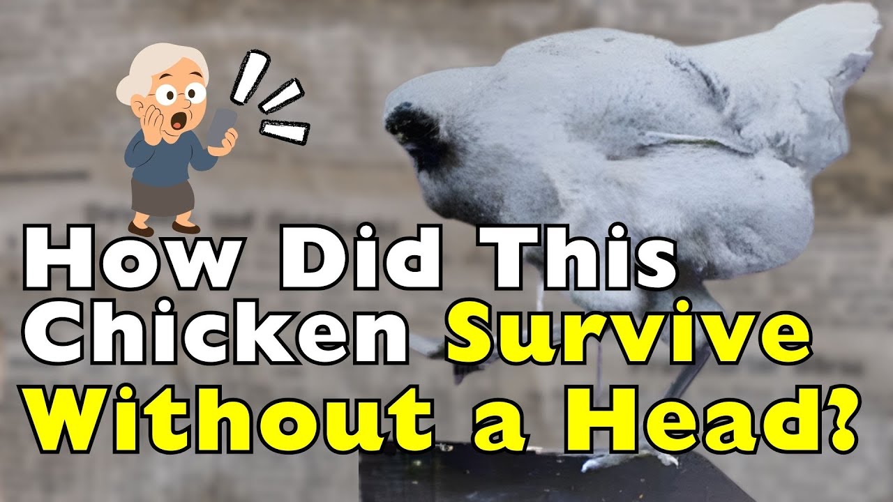 How Did This Headless Chicken Stay Alive for 18 Months?! [ID1019]
