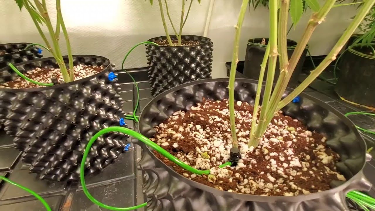 Irrigation auto feeding coco with FLORA FLEX manifold. How did I do it?