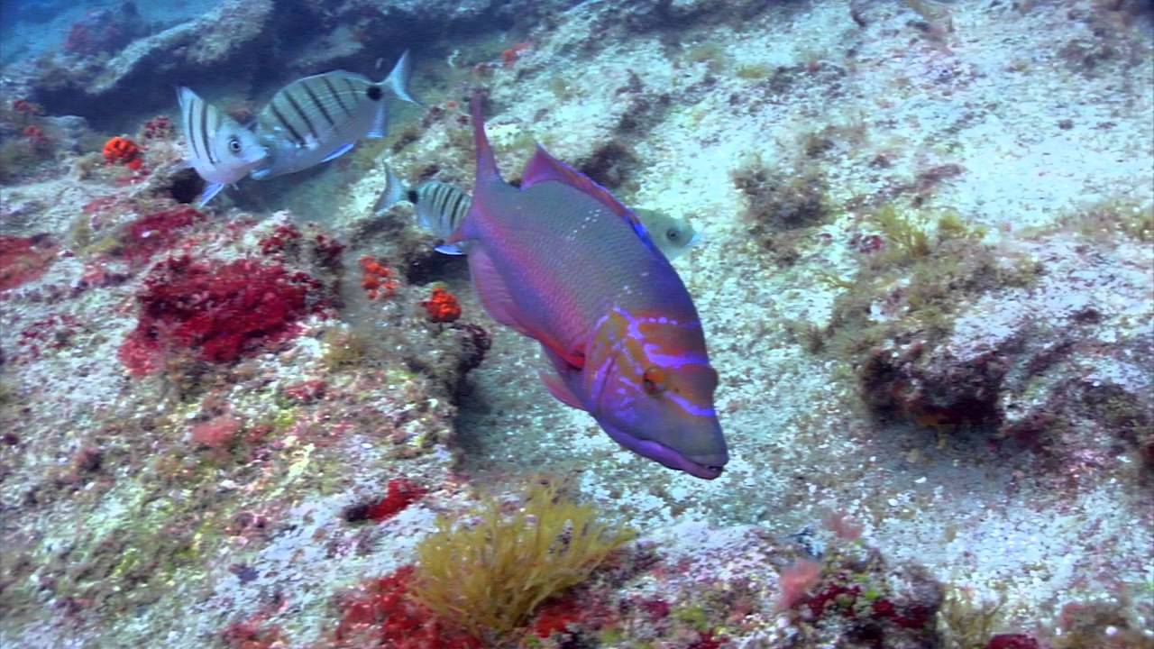 La Graciosa (Archipiélago Chinijo)