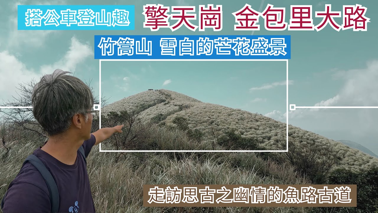搭公車登山趣 擎天崗 金包里大路 ep317『綠草如茵的擎天崗草原,竹篙山雪白的芒花盛景,金包里大路城門,走訪思古之幽情的魚路古道,沿途溪流好湍急』