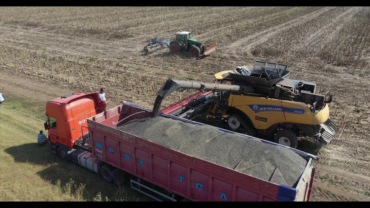 New Holland CR10.90 + Geringhoff Sun Lite Recoltat florea soarelui / Harvest sunflower