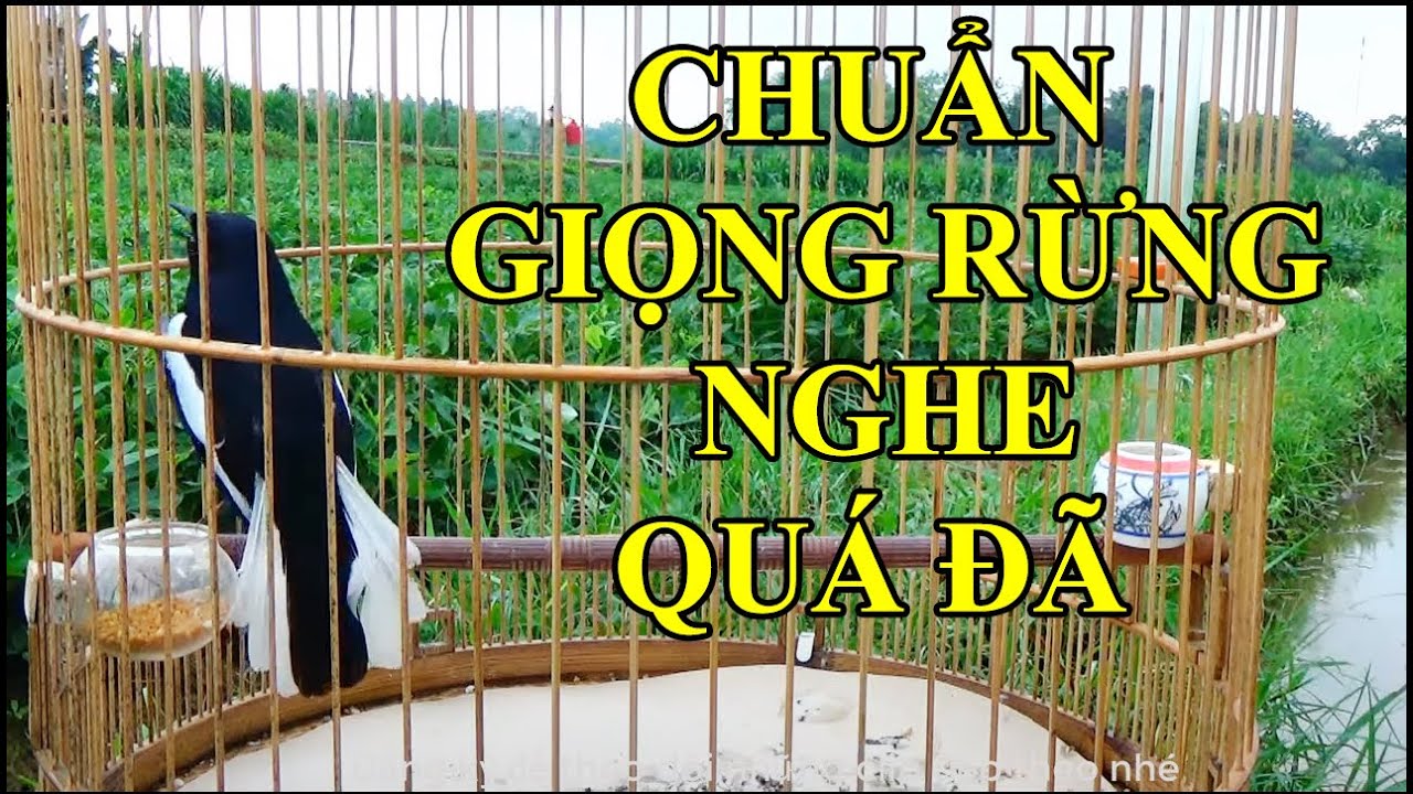 Ch&ograve;e than MỘC  H&Oacute;T GIỌNG RỪNG QU&Aacute; Đ&Atilde;  || ch&iacute;ch ch&ograve;e than H&Oacute;T HAY