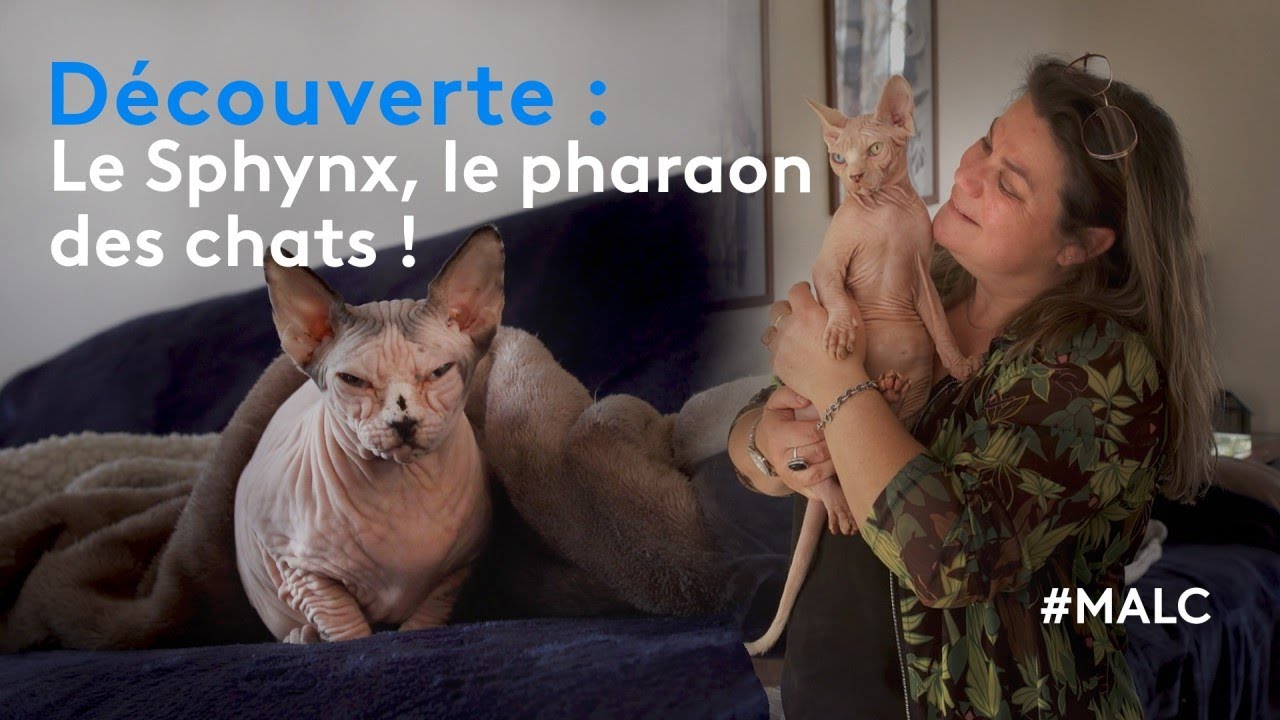Découverte : le Sphynx, le pharaon des chats !