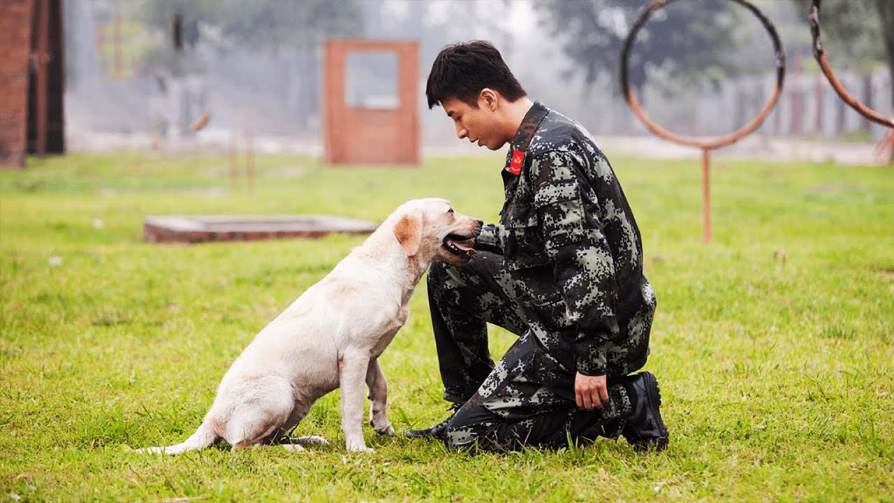【忠犬流浪记】搜救犬沦为流浪狗，用尽一生去寻找主人「一语道破电影」