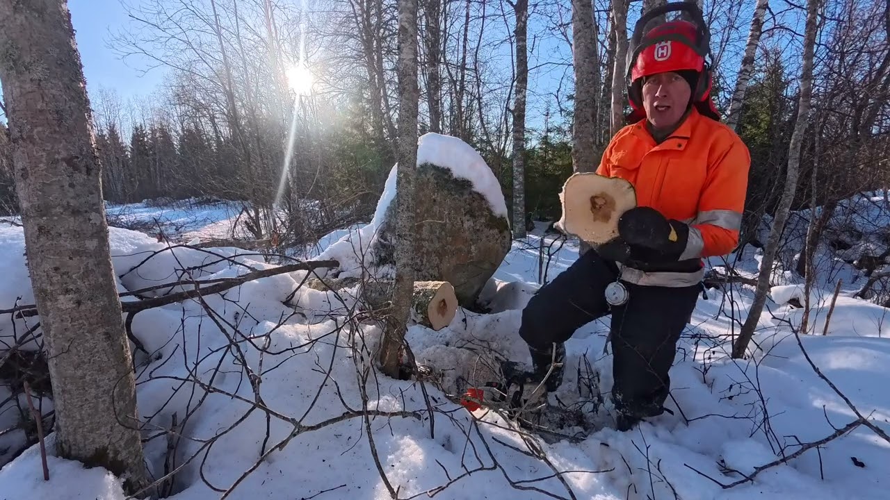 Leppäsavotta Stihl MS201:llä jatkuu. Sahataan ensimmäinen tankillinen loppuun.