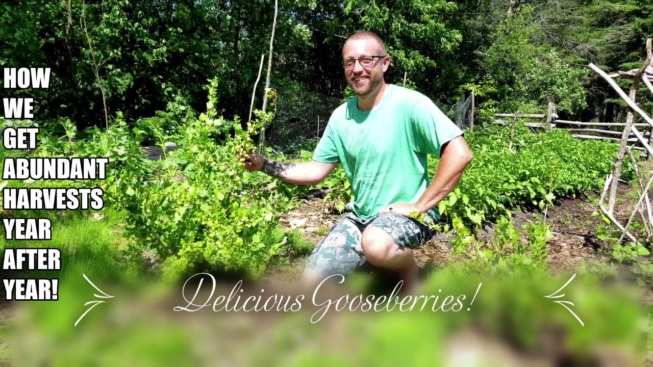 Cold Climate Permaculture (Zone Five): How to Produce Abundant Amounts of Gooseberries!