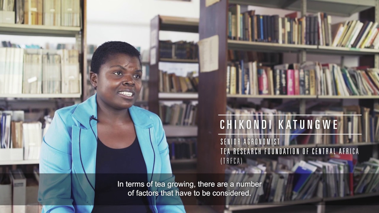 Climate Change and Tea: Challenges for Malawi and Kenya