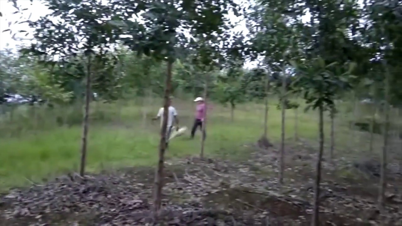 Guanandi com 4 anos de plantados