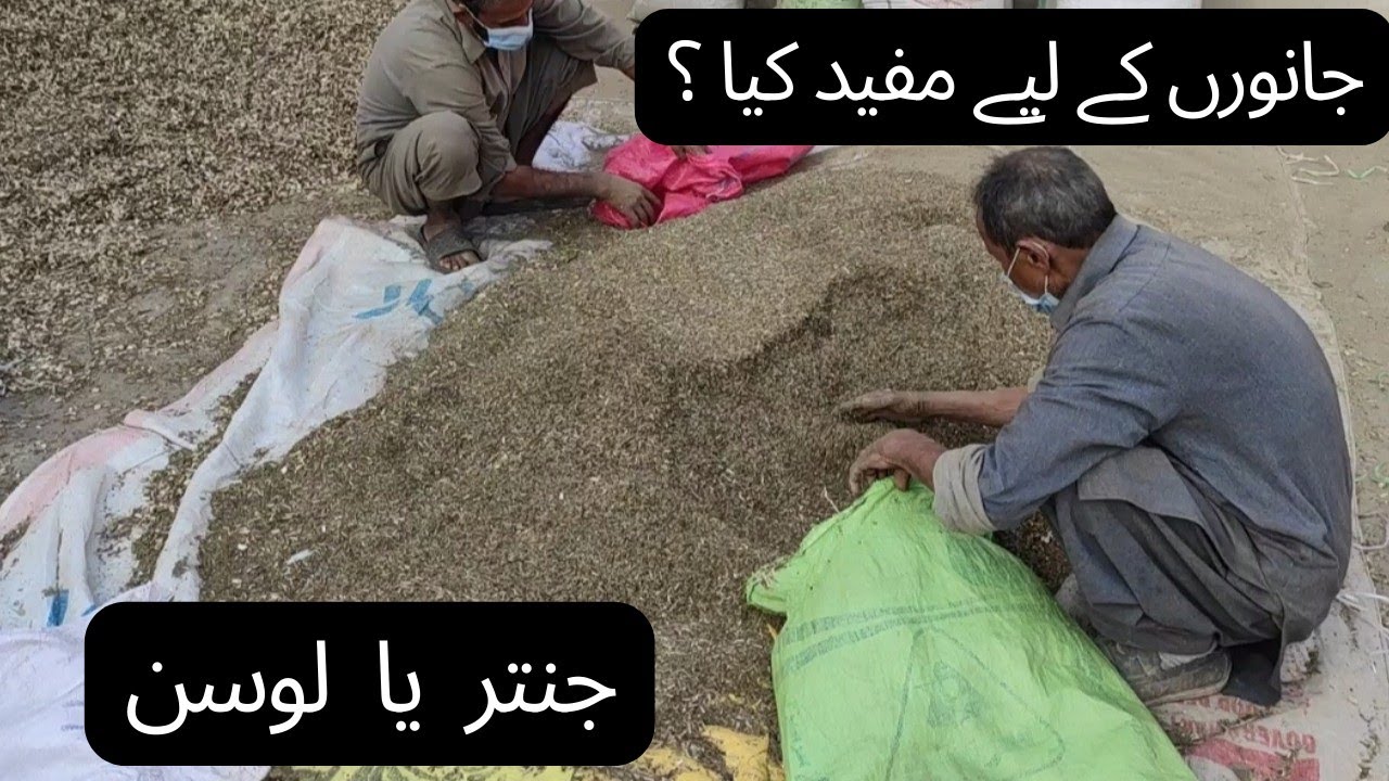 جنتر  یا  لوسن؟ Alfa Alfa Or Sesbania For Goats