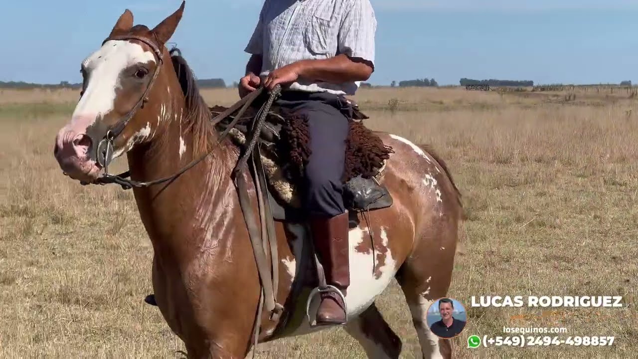 Caballo overo alto manso y funcional $7.800.000 LOSEQUINOS.COM