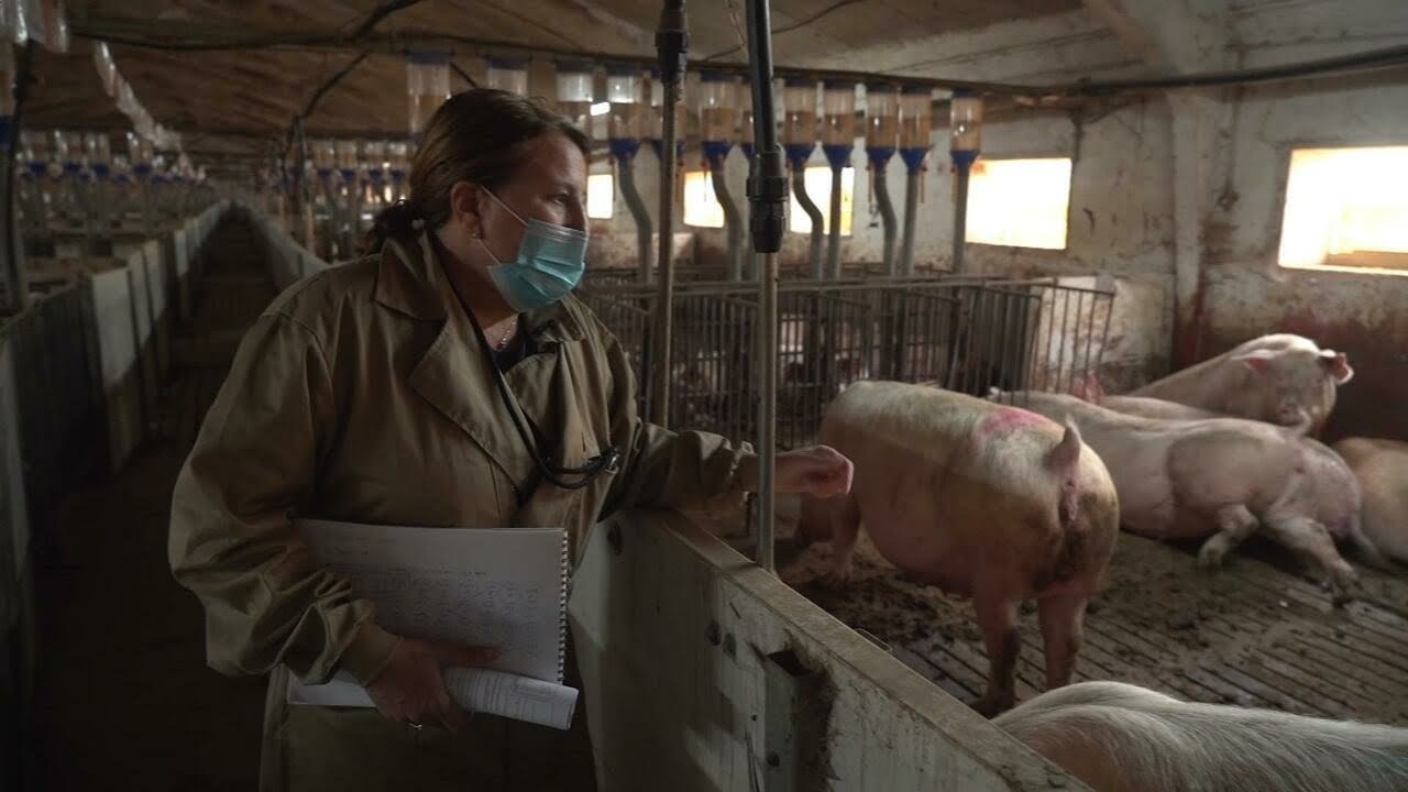 Spain's 'mega farms': Model of intensive farming comes under scrutiny &bull; FRANCE 24 English