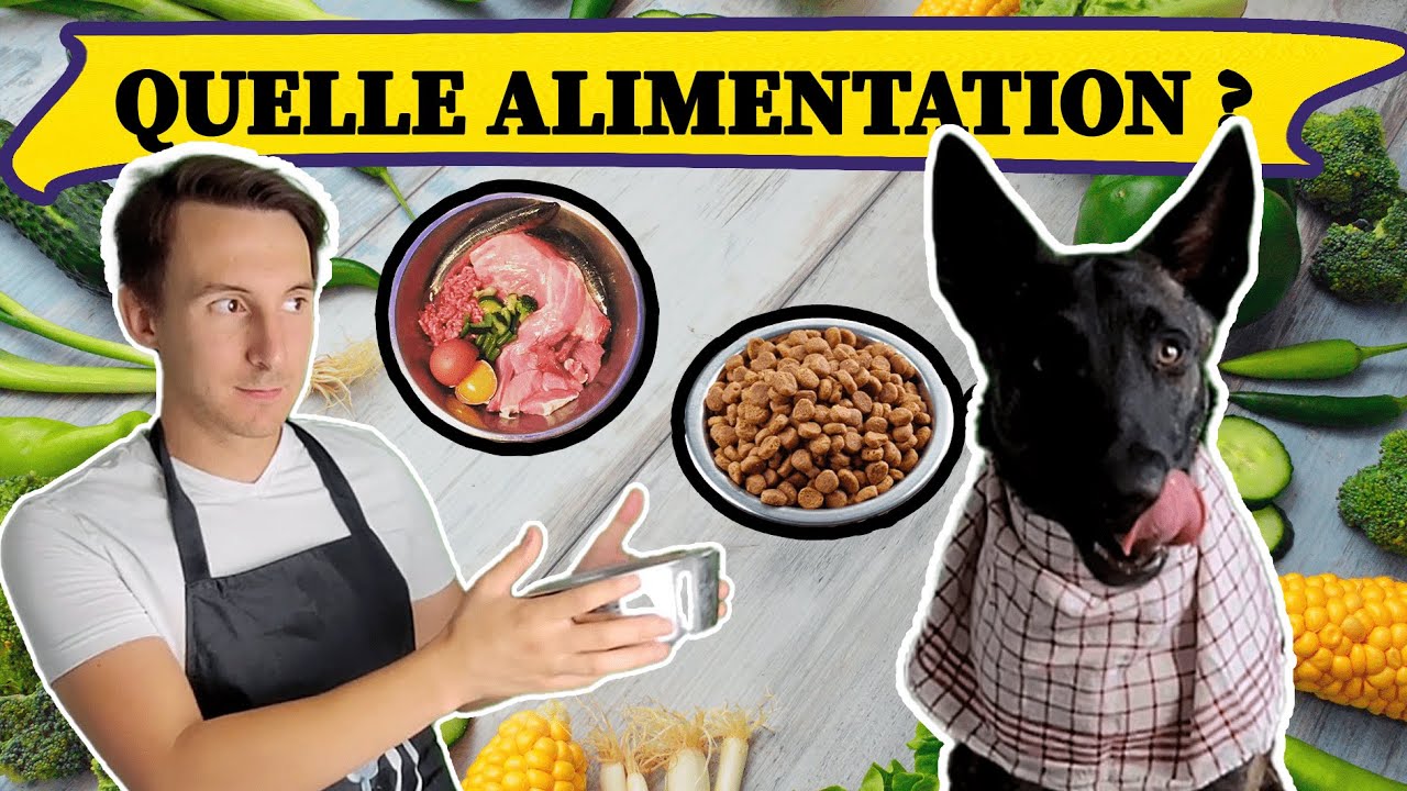 Meilleure alimentation pour chien ?