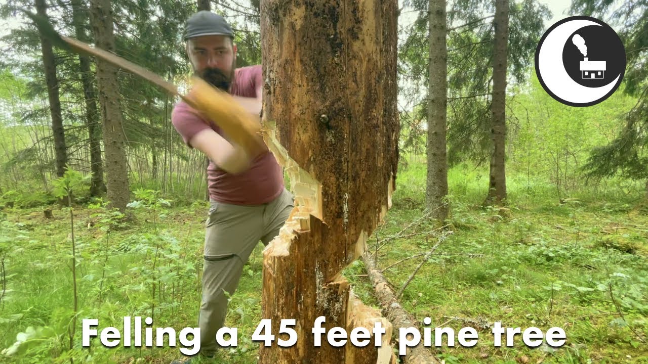 Felling a pine - Gränsfors Bruk