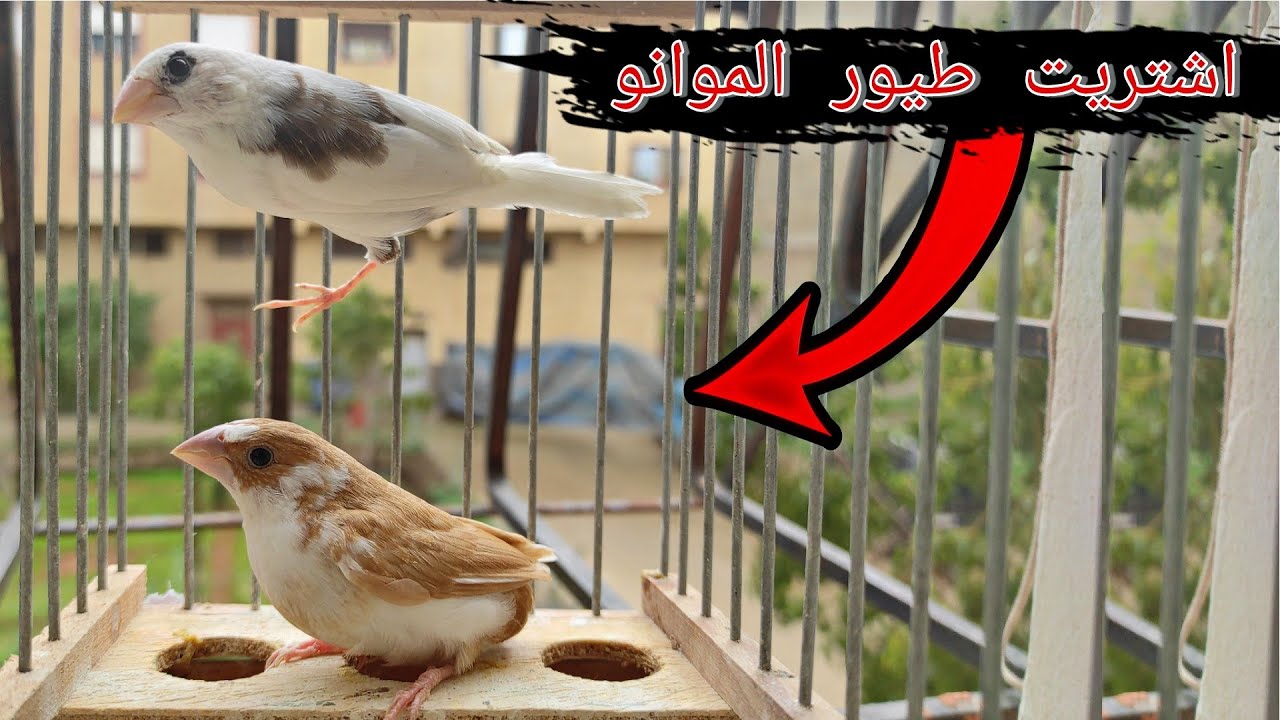 اشتريت طيور الموانو  .............| عندهم صوت بحال ........ ههههه