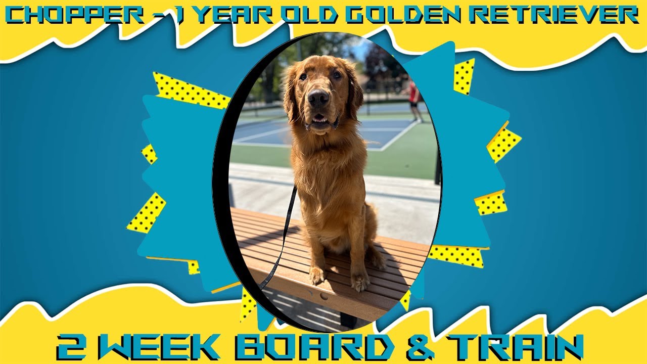 Bountiful City Dog Trainers ||| OLK9 Utah ||| 1 Year Old Golden Retriever, Chopper
