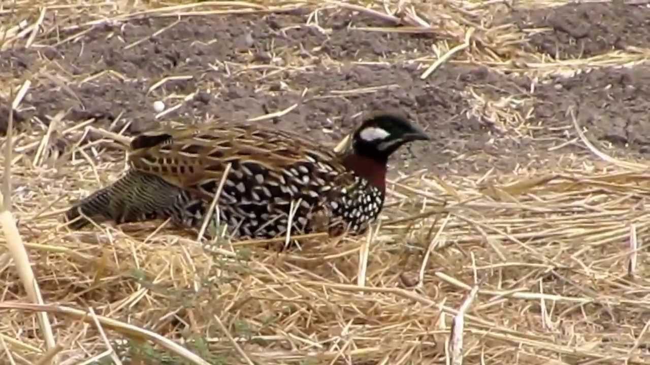 פרנקולין מנקר בשדה Black Francolin
