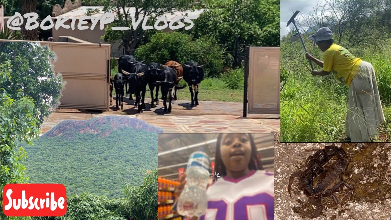 A week at my grams place | village | limpopo | scorpion