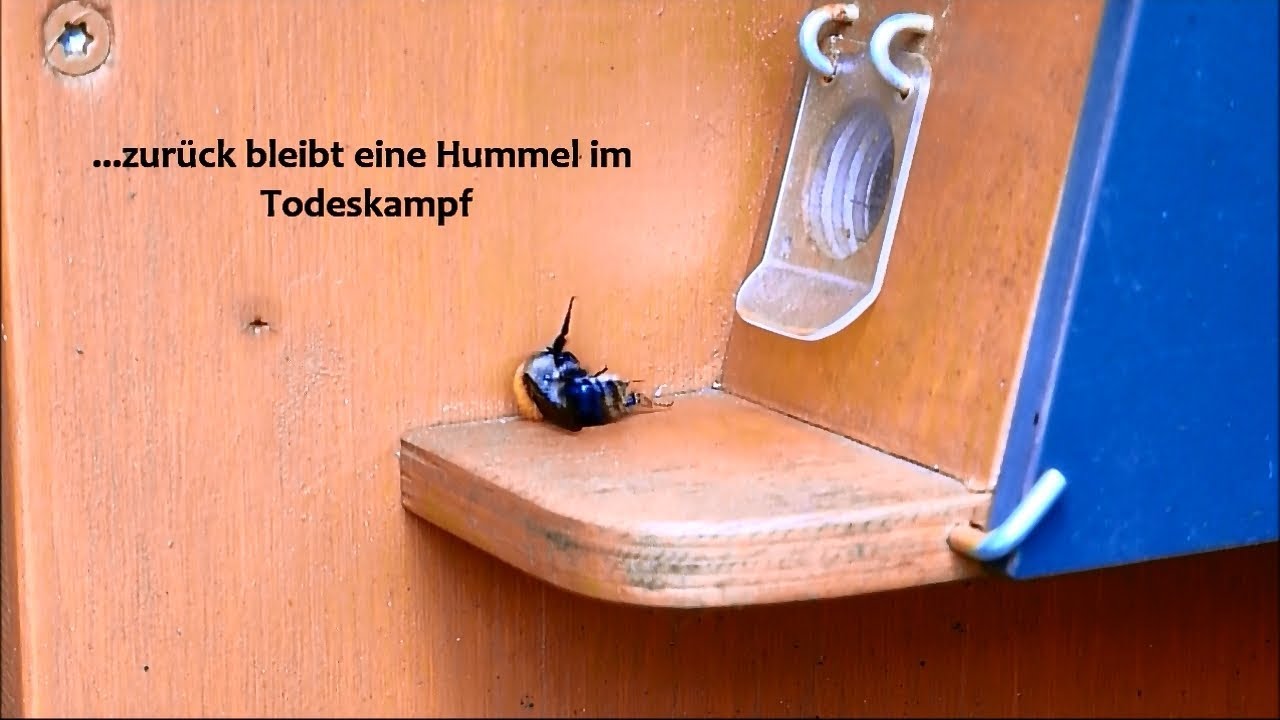 Hummeltischlers Ackerhummelvolk in der Hummelpension