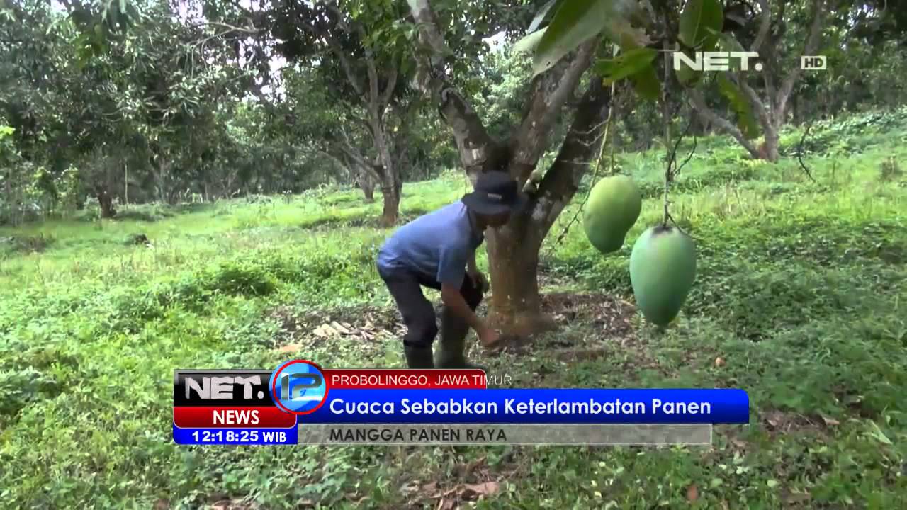 NET12 - Panen raya mangga harum manis di Probolinggo
