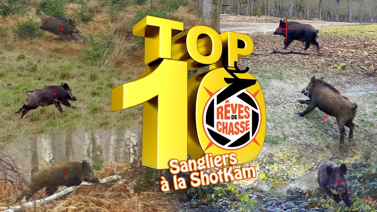 Top 10 R&ecirc;ves De Chasse n&deg;34 - Ao&ucirc;t 2025 - 30 Sangliers &agrave; la ShotKam en battue