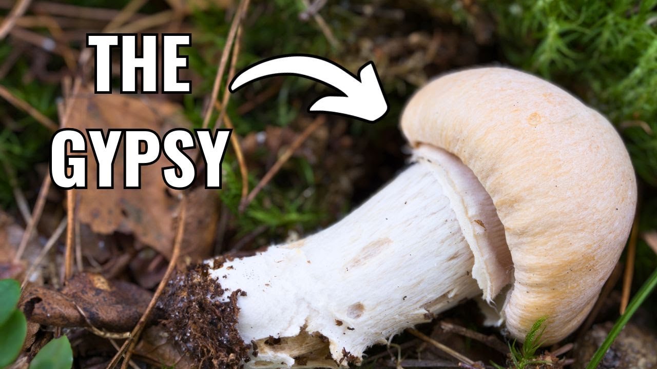 I Found a Gypsy! How to Identify this Rare Webcap Mushroom