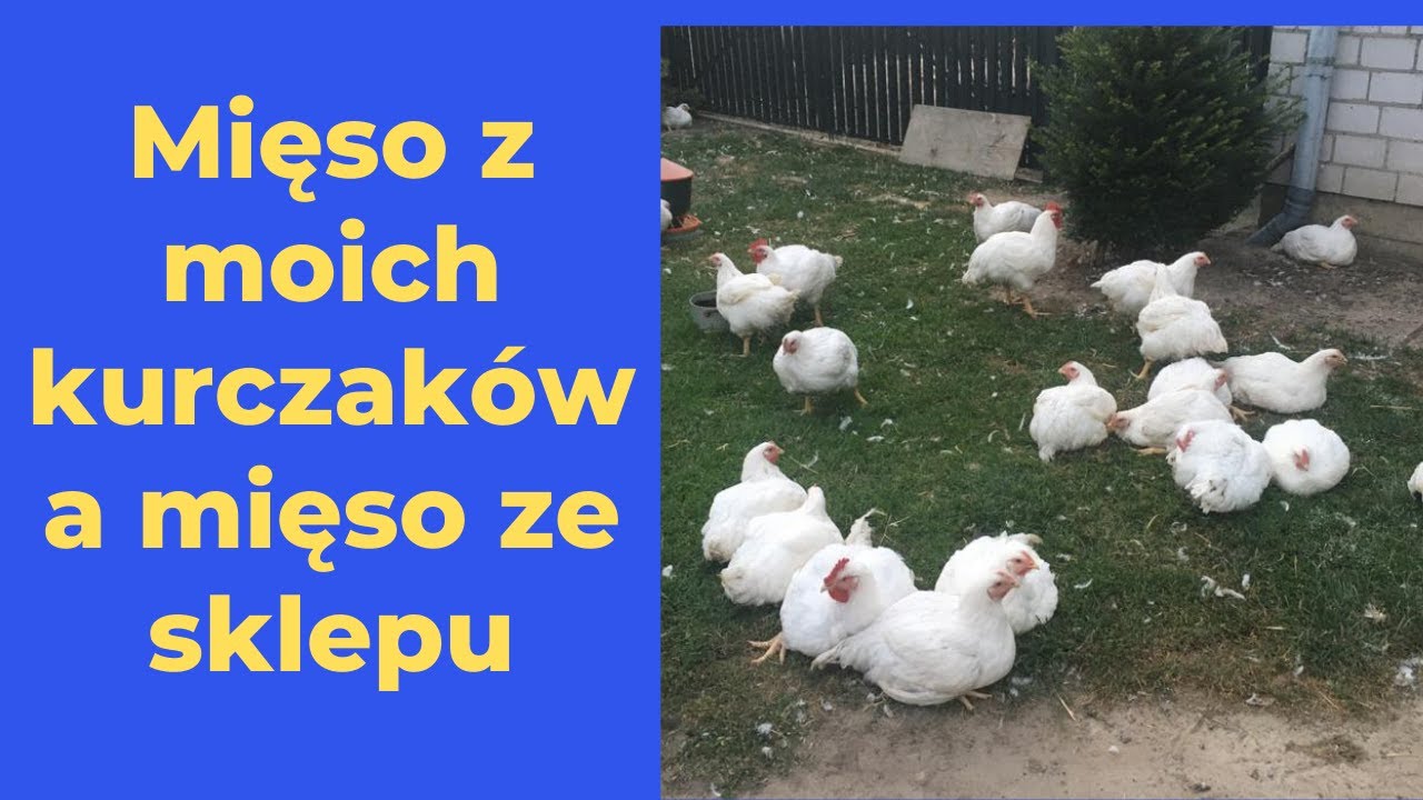 Mięso z moich kurczaków a mięso ze sklepu/ chicken meat from shop vs chicken meat from home